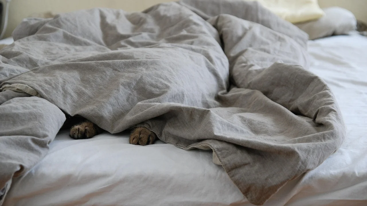 Cama confortável em ambiente silencioso e arejado.