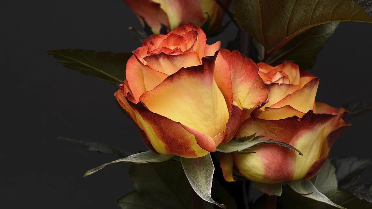 Mãe recebe flores e um cartão de aniversário em casa.