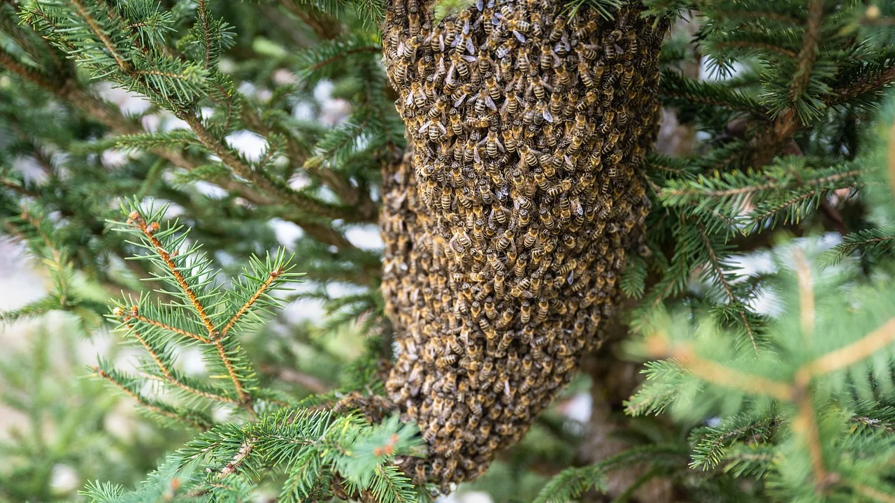 Bíblia aberta ao lado de elementos naturais e mel.