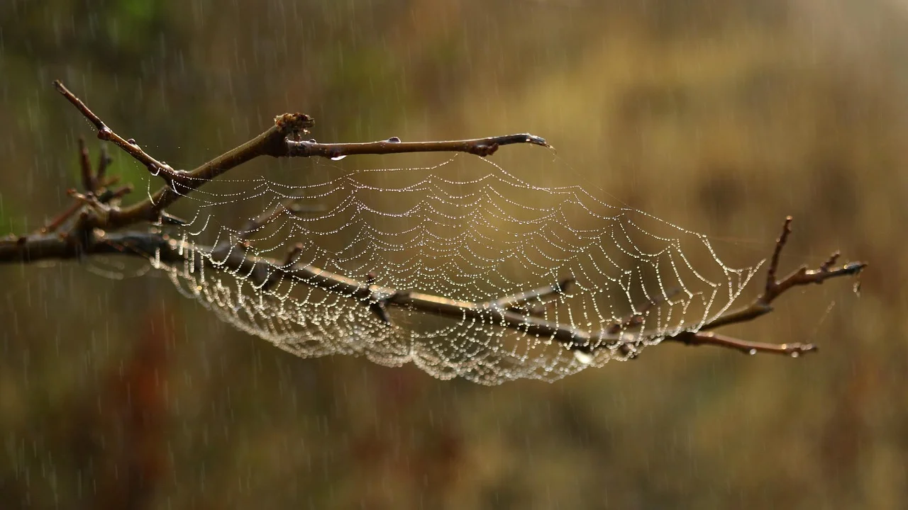 Aranha em uma teia delicada entre galhos