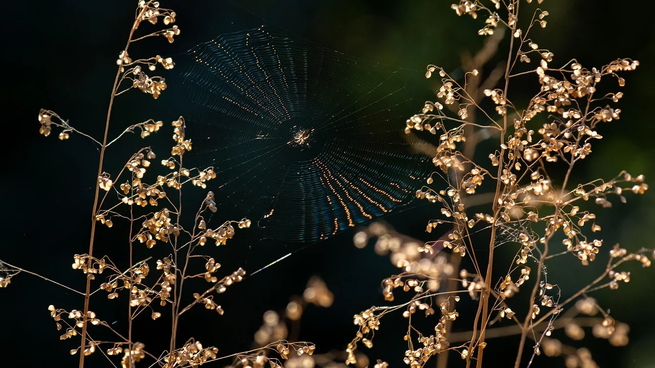Teia de aranha iluminada por gotas de orvalho