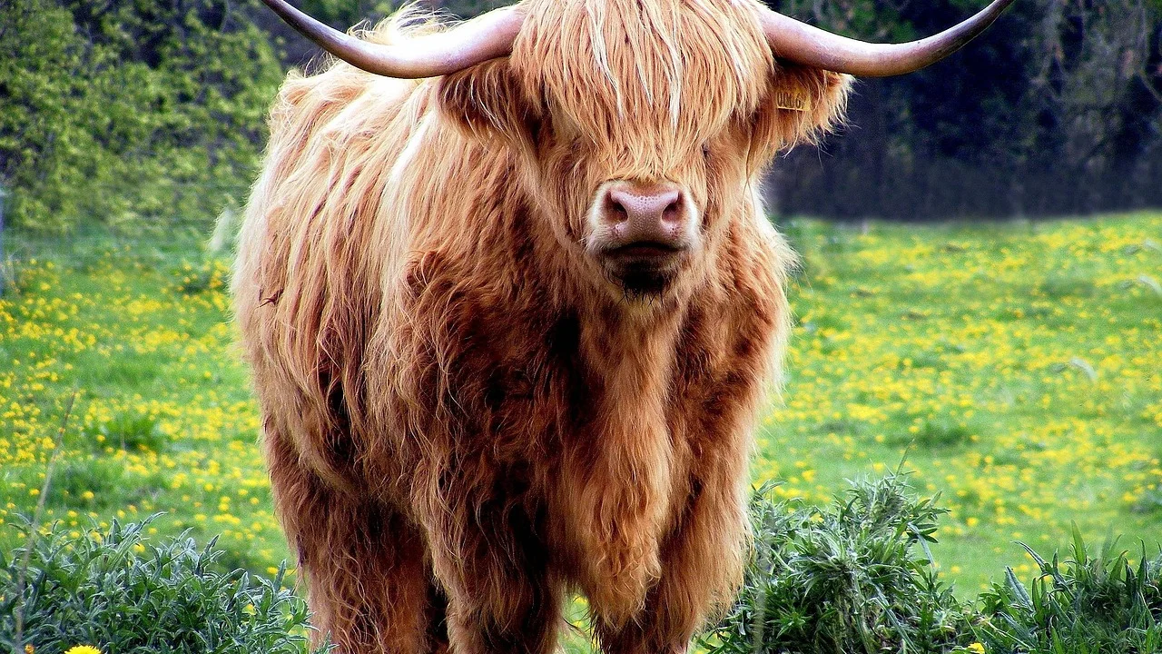 Boi em área rural associado ao trabalho no campo