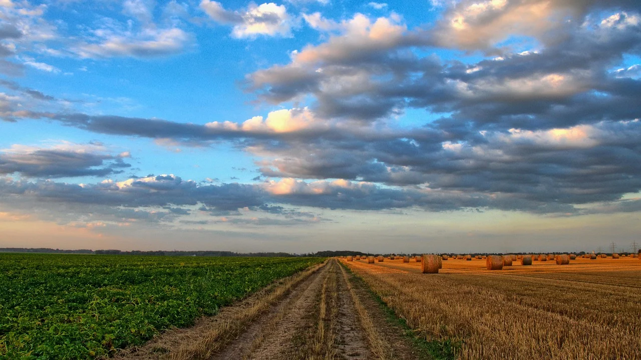 Caminho entre árvores sugere escolhas e mudanças de direção.
