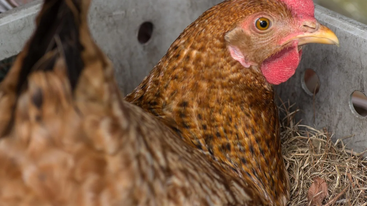 Detalhe de galinheiro com aves em rotina de cuidado