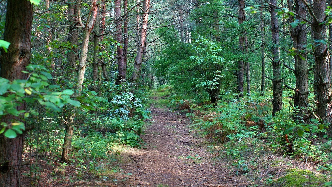 Caminho de terra molhado e coberto por lama após a chuva.