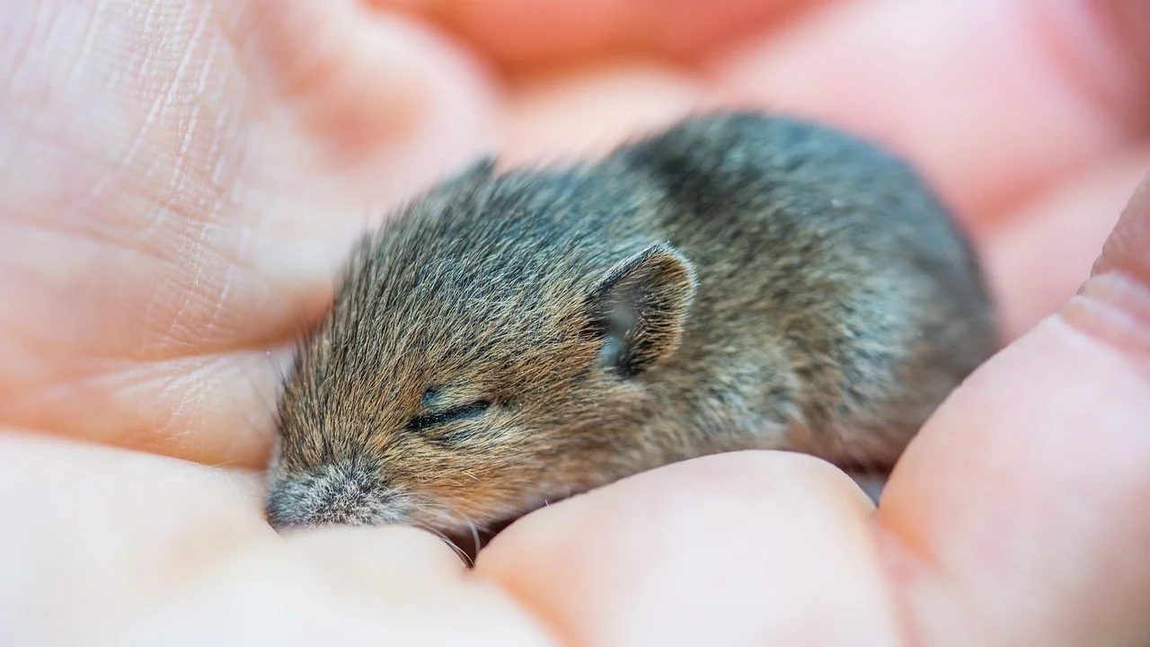 Rato em ambiente doméstico como símbolo de preocupação cotidiana.