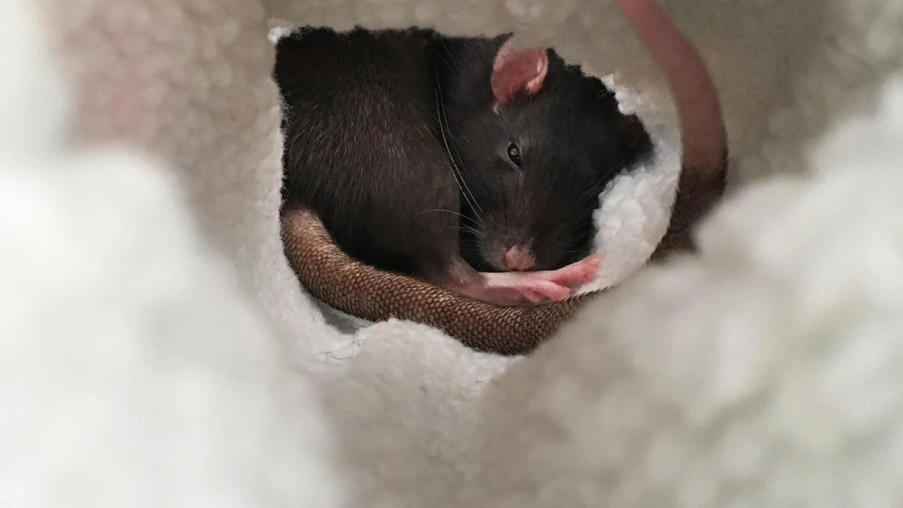Ambiente de quarto tranquilo favorece uma rotina de sono saudável.