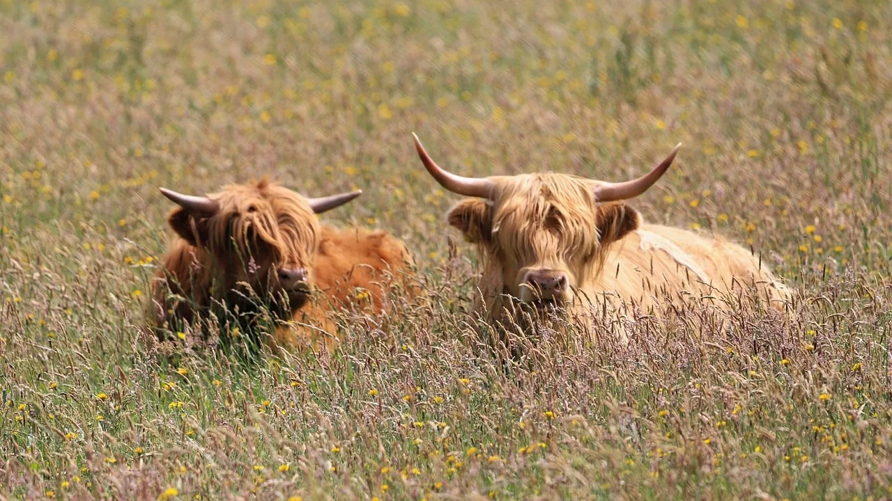 Rebanho bovino caminhando por área rural