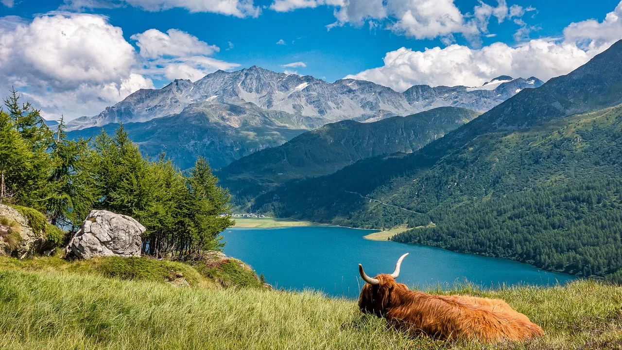 Animal tranquilo próximo a um curral rural