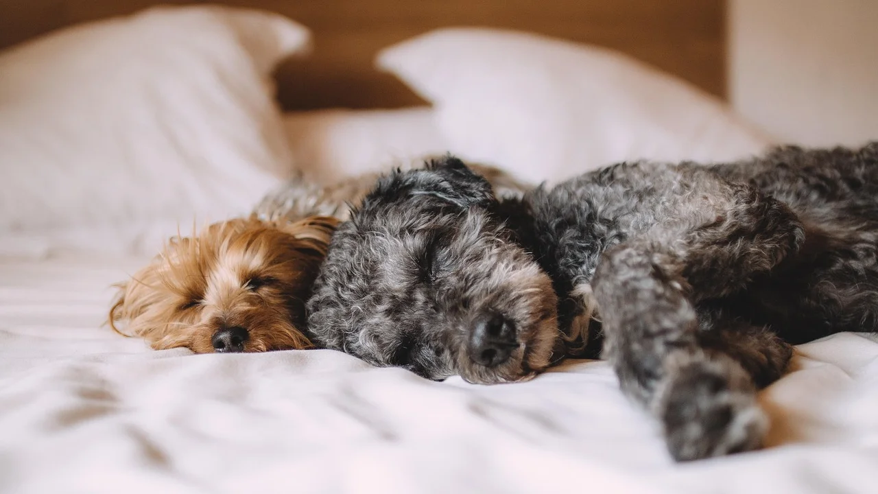 Cão de estimação ao lado de seu tutor em casa