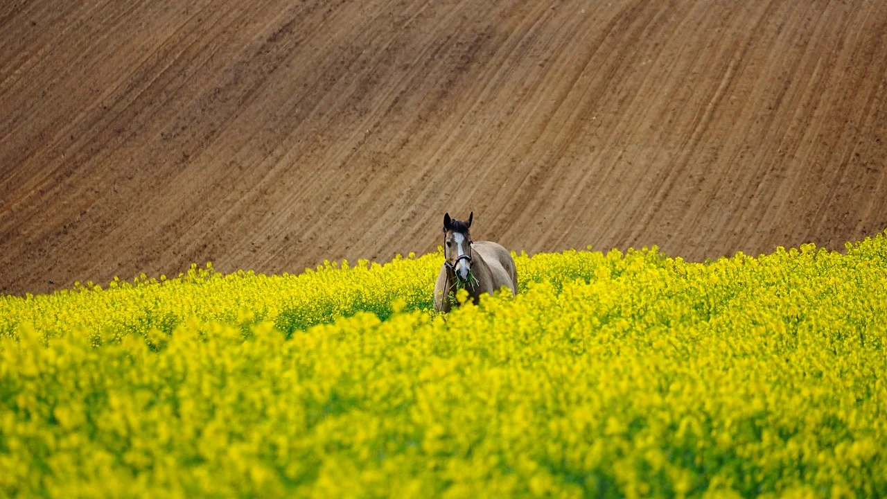 Detalhe de cavalo em ambiente rural ao amanhecer