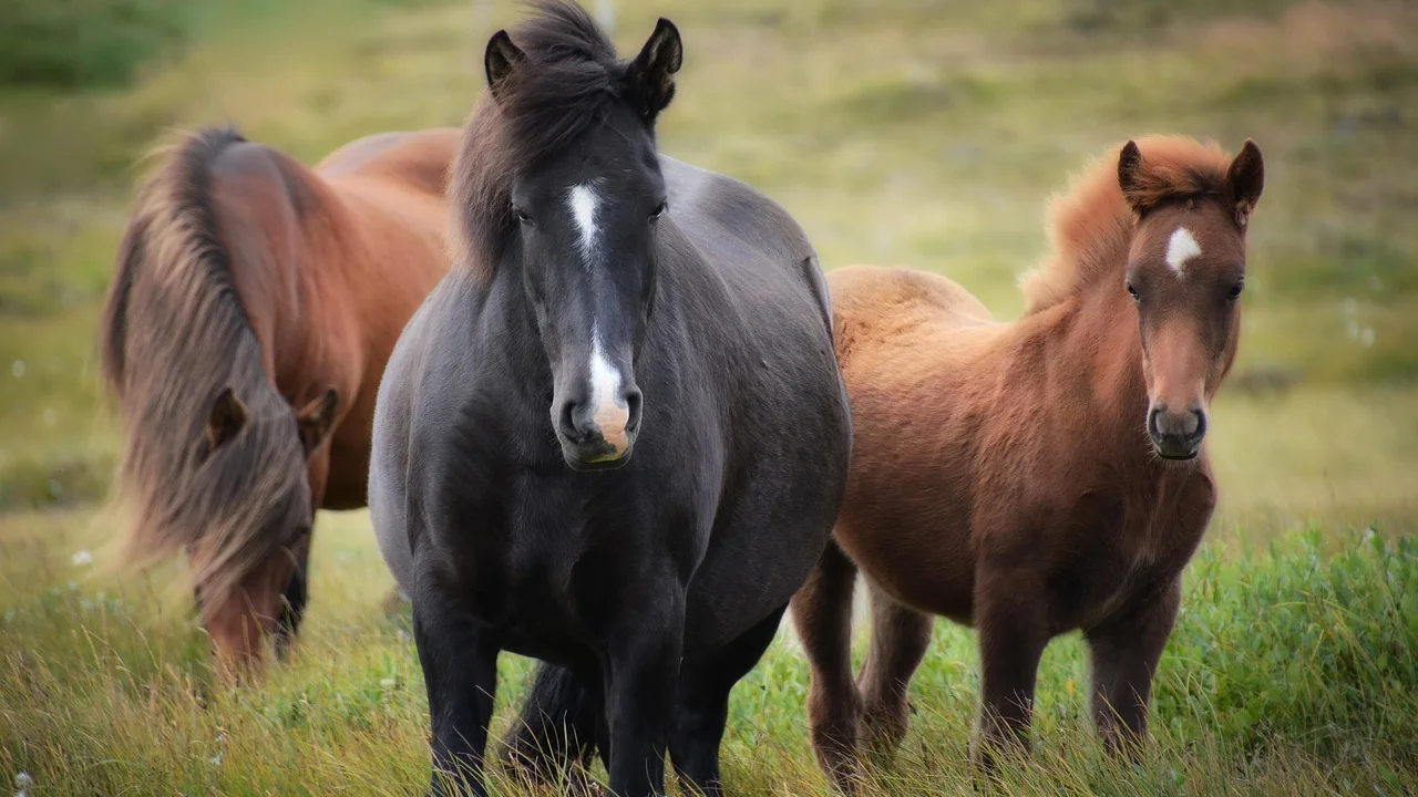 Cavalo correndo em área aberta e iluminada