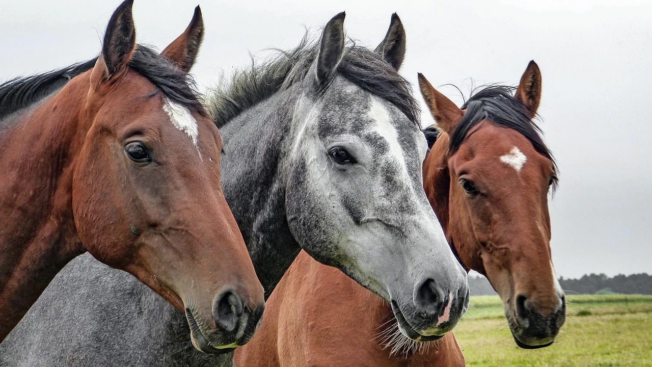 Animal em repouso próximo a uma cerca de madeira