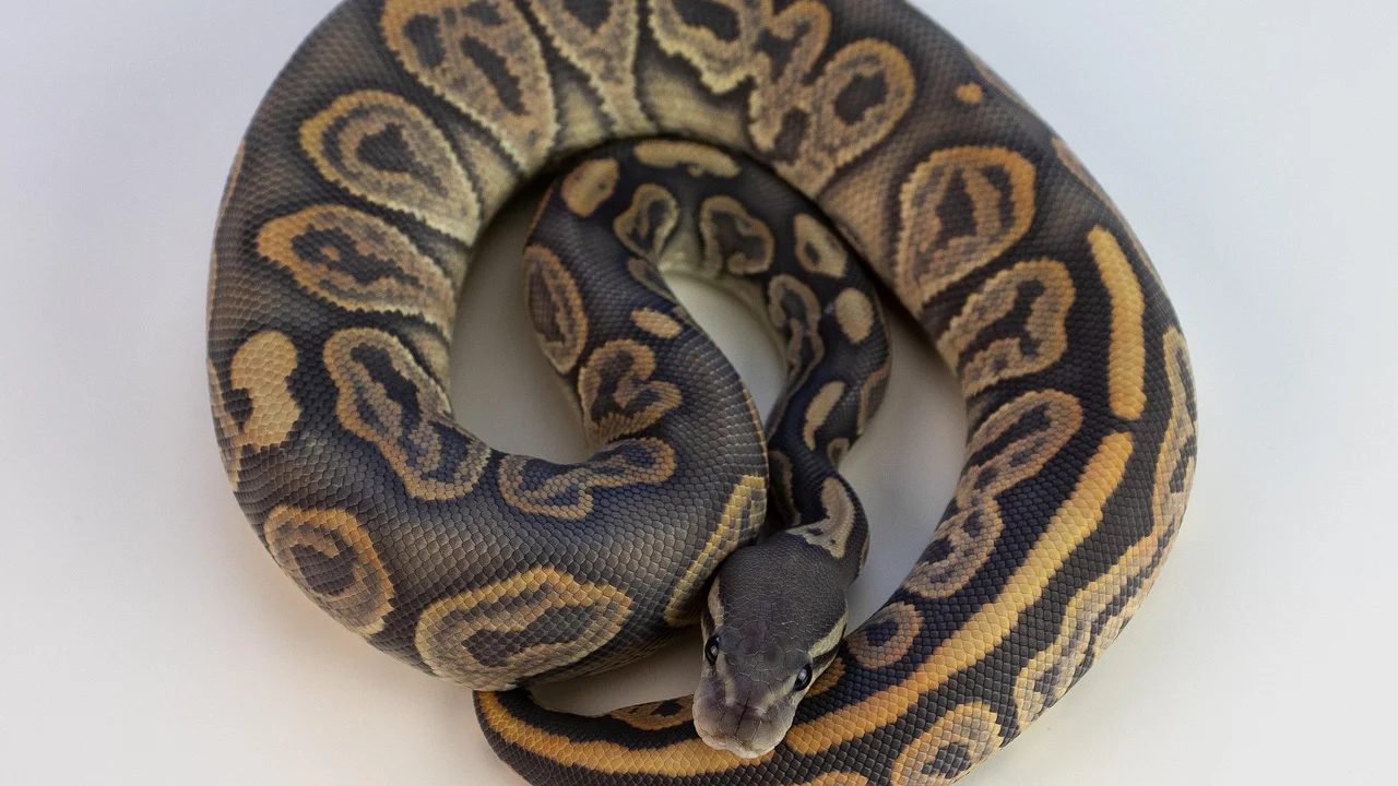 Cobra enrolada sobre uma superfície natural em luz suave.