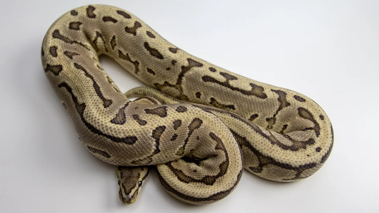 Detalhe de escamas de serpente que remete ao simbolismo dos sonhos.
