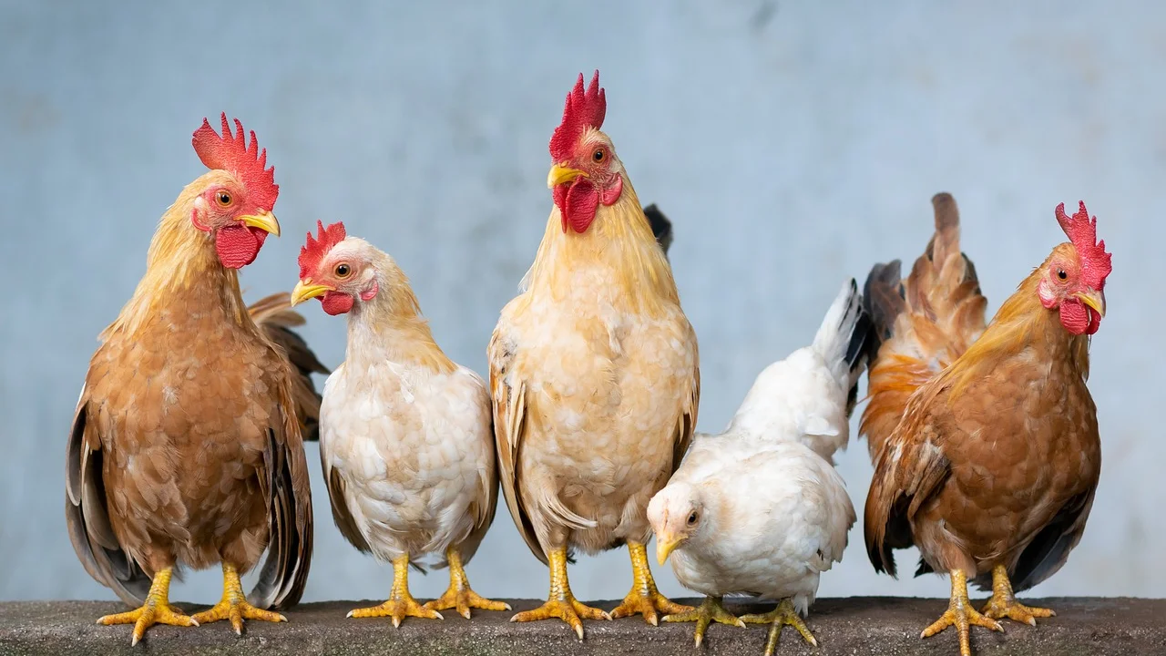 Ninho com ovos em ambiente rural