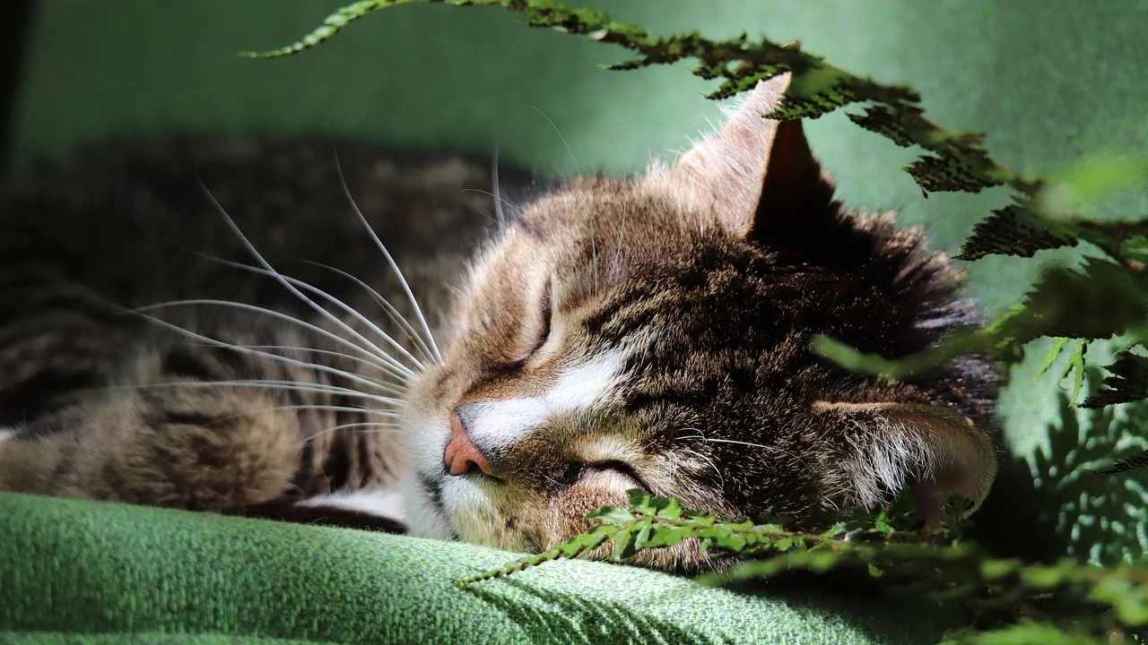 Gato dormindo tranquilamente em ambiente doméstico