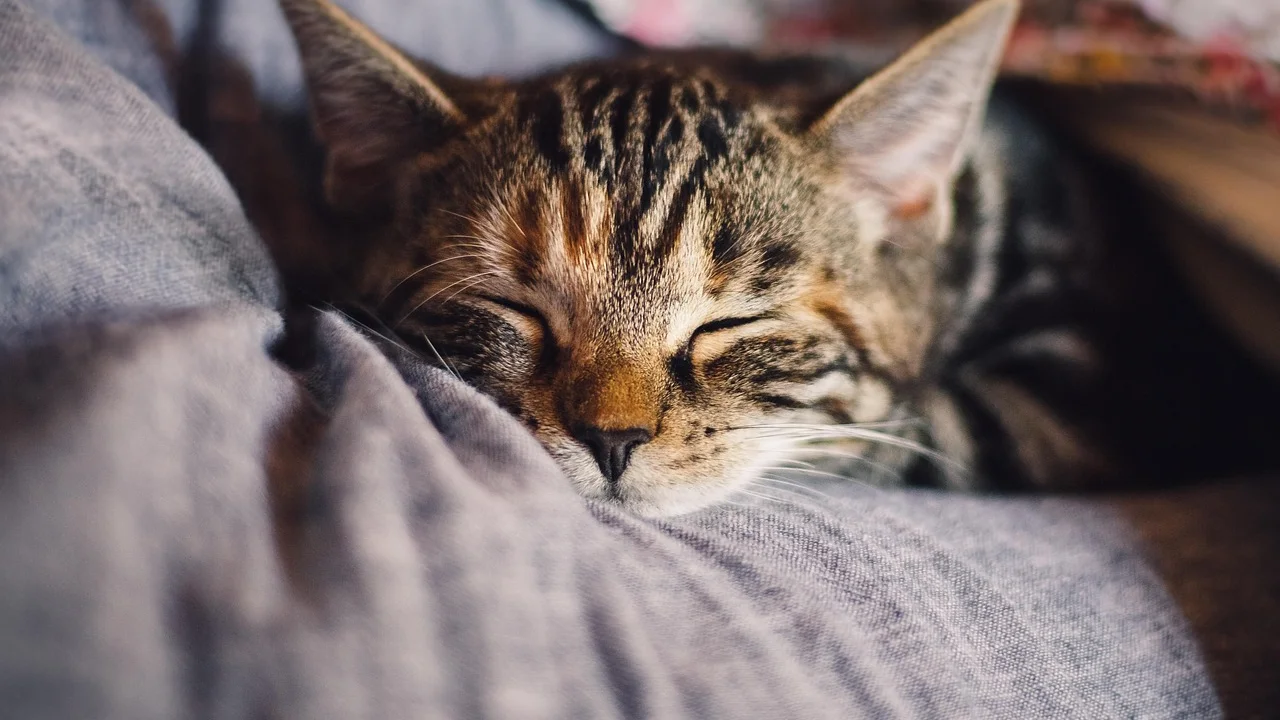 Gato no colo recebendo carinho de uma pessoa